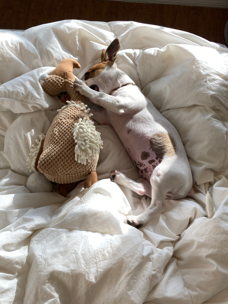 Jack Russell Terrier-puppy-snoozing