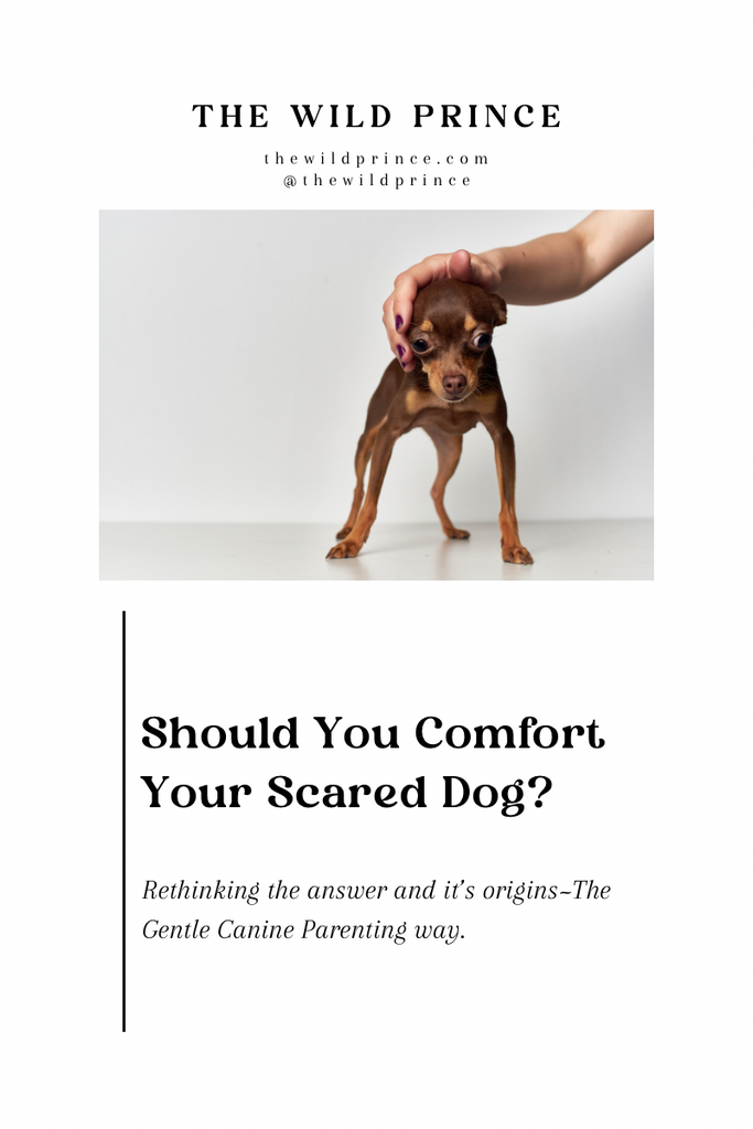 Should we comfort our scared dogs?